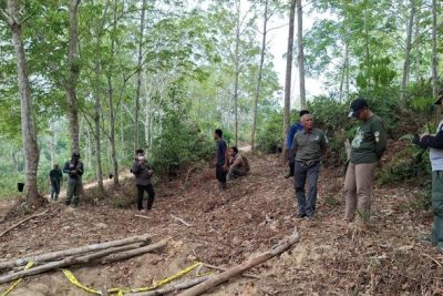 Anak Gajah di Jambi Ditemukan Mati, Gakkum Selidiki Penyebabnya