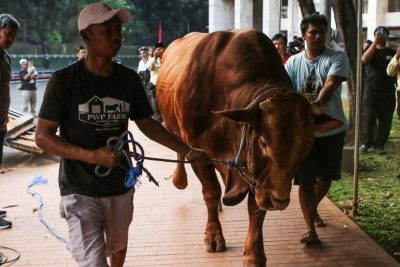 Key Strategy: MUI Tegaskan Sapi Qurban Banpres APBN Sah Syariat dan Konstitusi, Luruskan Polemik