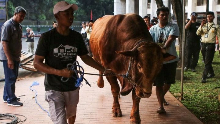 Key Strategy: MUI Tegaskan Sapi Qurban Banpres APBN Sah Syariat dan Konstitusi, Luruskan Polemik