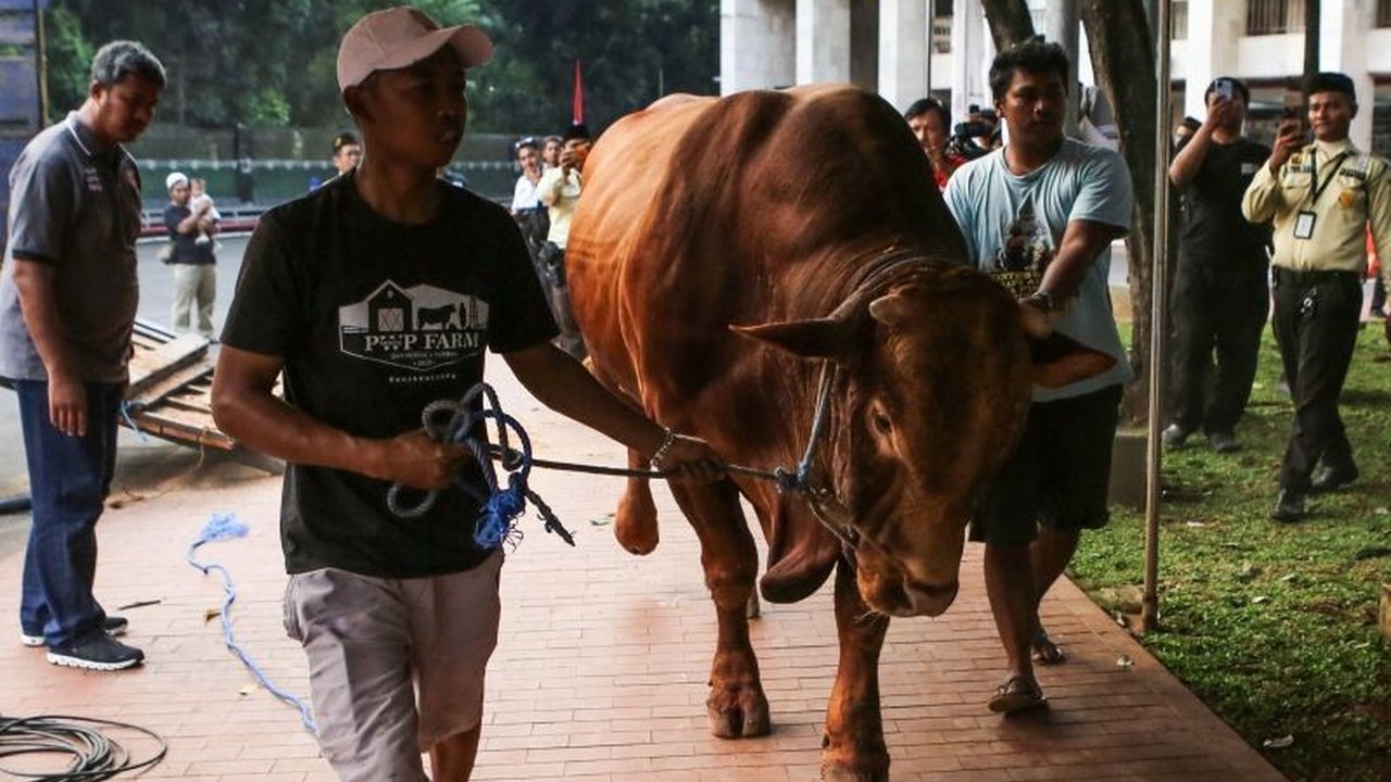 MUI Tegaskan Sapi Qurban Banpres APBN Sah Syariat dan Konstitusi, Luruskan Polemik