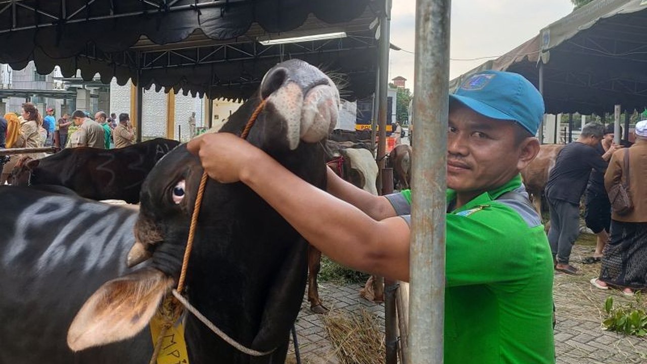KPKP Jakbar Temukan Puluhan Hewan Kurban Sakit Jelang Iduladha