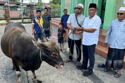 Special Plan: Hewan Kurban Bulungan 2026: Semua Sapi dari Peternak Lokal, Termasuk untuk Presiden