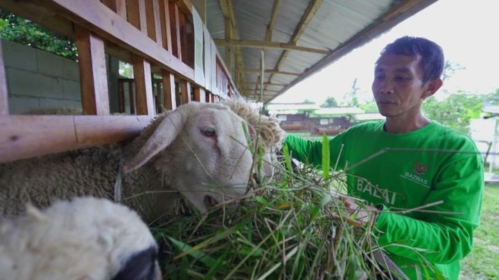 Key Strategy: Baznas RI Perkuat Layanan Kurban, Targetkan Dampak Ekonomi Luas Nasional