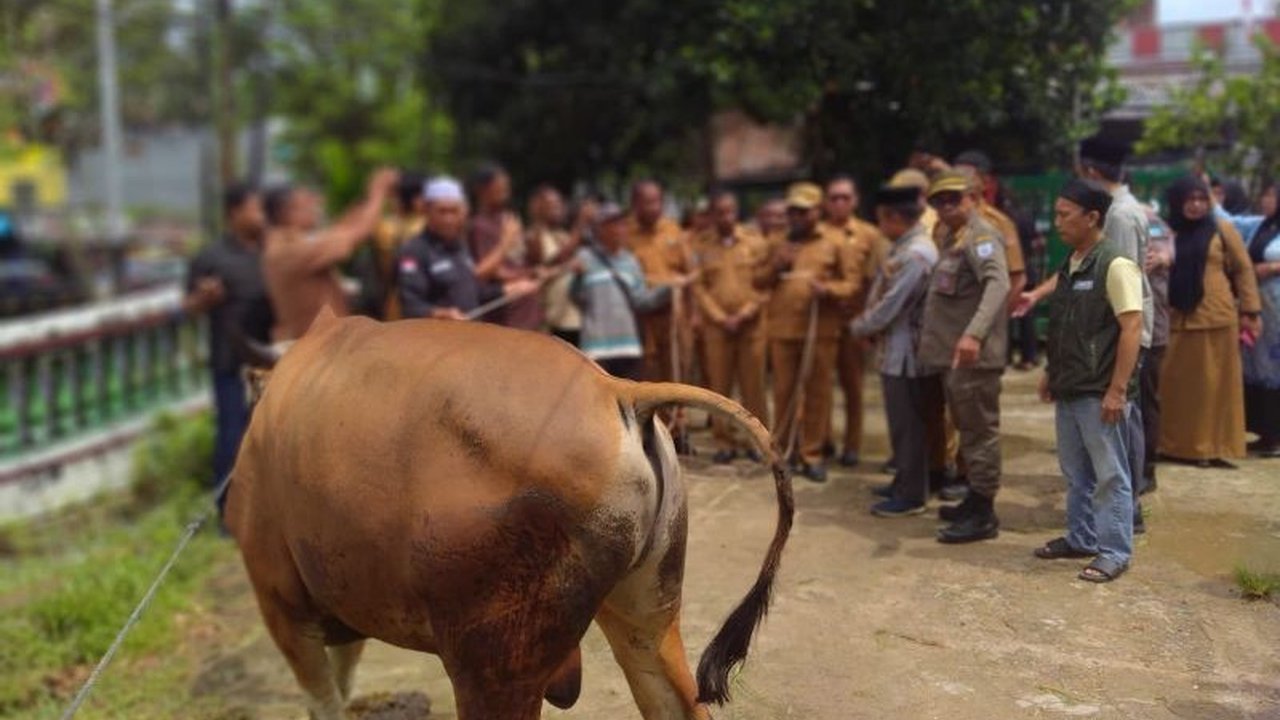 Pemkot Sorong Salurkan 30 Sapi Kurban untuk Idul Adha 1447 H, Pastikan Aman Dikonsumsi