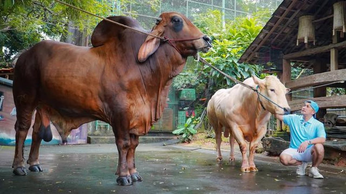 052837.316-10-potret-hewan-kurban-artis-di-momen-idul-adha-2026-diberi-nama-yang-unik-1
