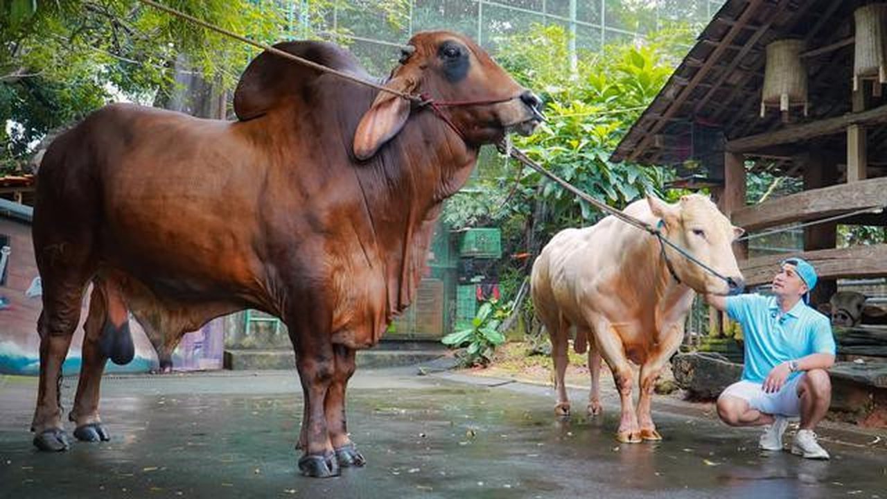 10 Foto Hewan Kurban Artis di Idul Adha 2026, Namanya Unik dan Bikin Salfok