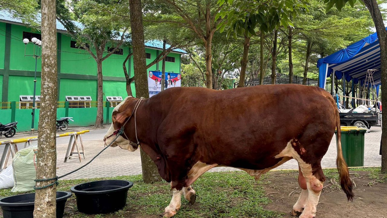 Istana Buka Suara Soal Anggaran Sapi Prabowo Pakai APBN