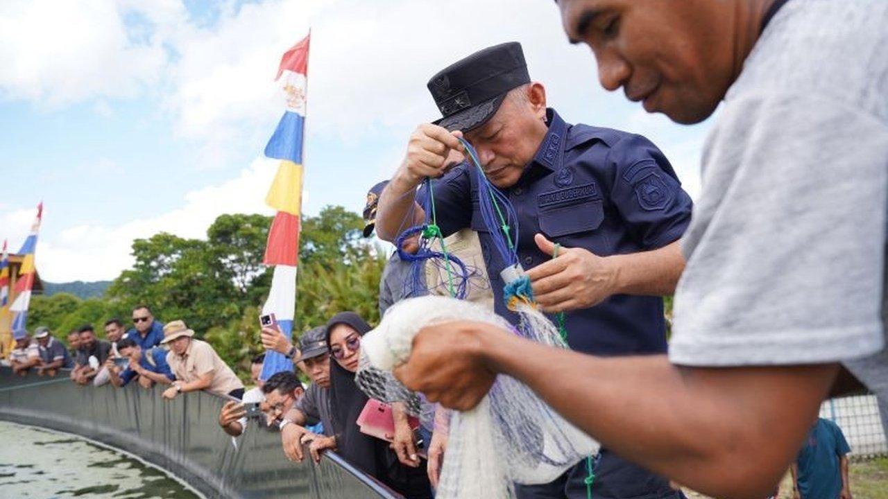 Pemprov Maluku Utara Sukses Panen 1,5 Ton Udang Vaname, Genjot PAD dan Kesejahteraan Nelayan