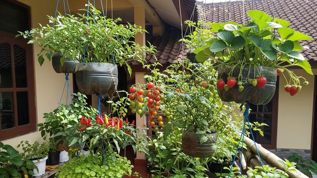 Hemat Lahan! Ini 5 Jenis Pohon Buah yang Bisa Tumbuh di Taman Gantung