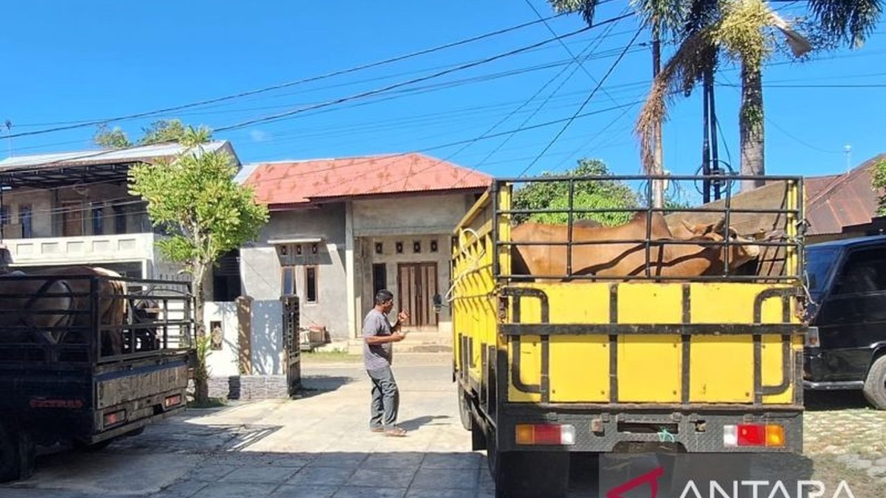 Persediaan Hewan Kurban Aceh Besar Dipastikan Cukupi Kebutuhan Meugang dan Idul Adha