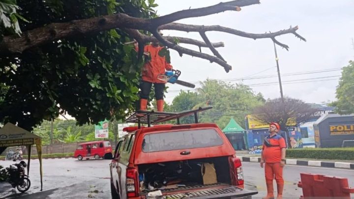 BPBD Cianjur Tangani Cepat Pohon Tumbang di Jalur Protokol – Lalu Lintas Kembali Normal