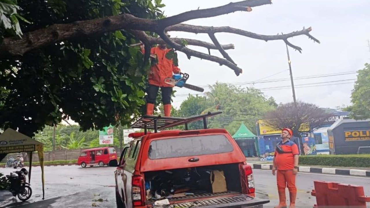 BPBD Cianjur Tangani Cepat Pohon Tumbang di Jalur Protokol – Lalu Lintas Kembali Normal