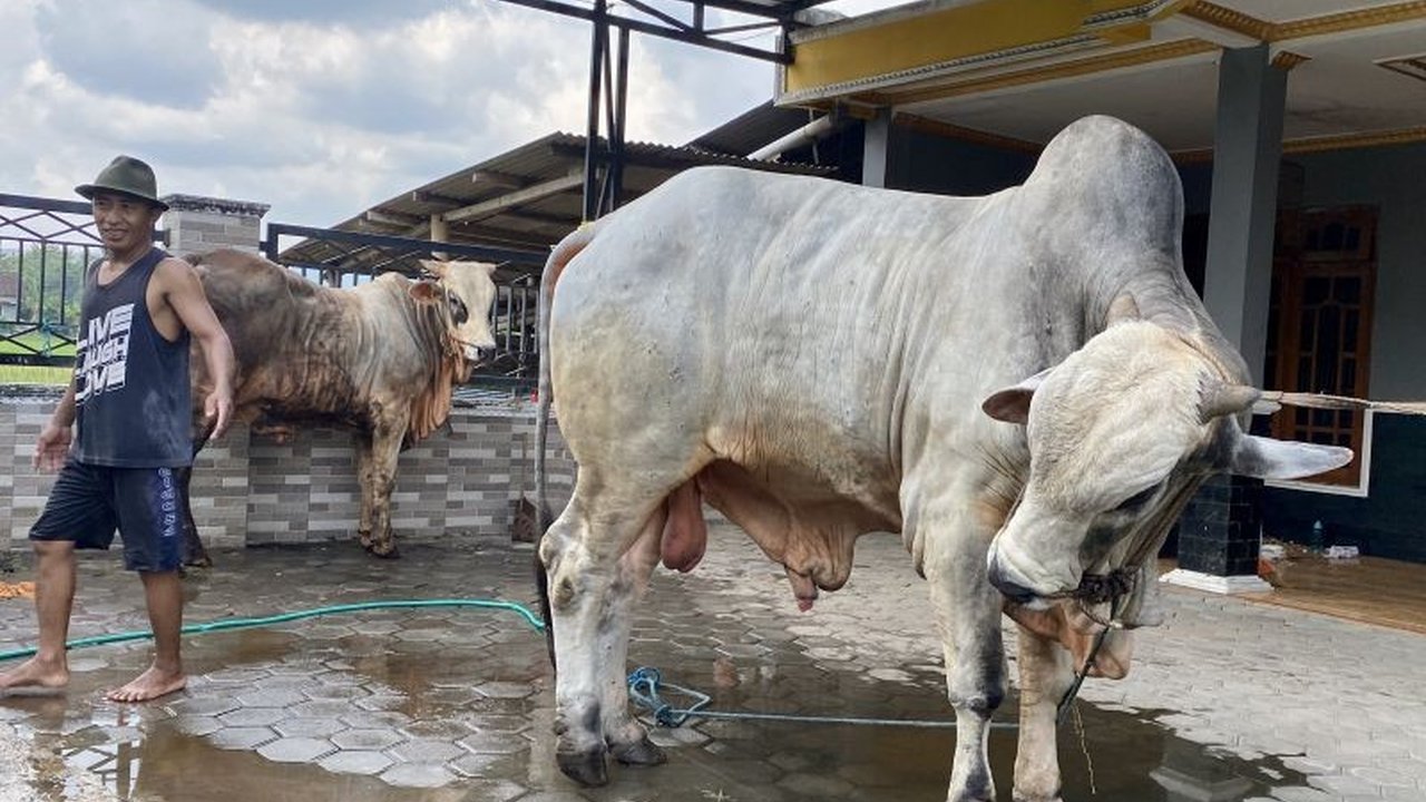 Penyembelihan Hewan Kurban Bantul Capai 26 Ribu Ekor, DKPP Temukan Kasus Cacing Hati