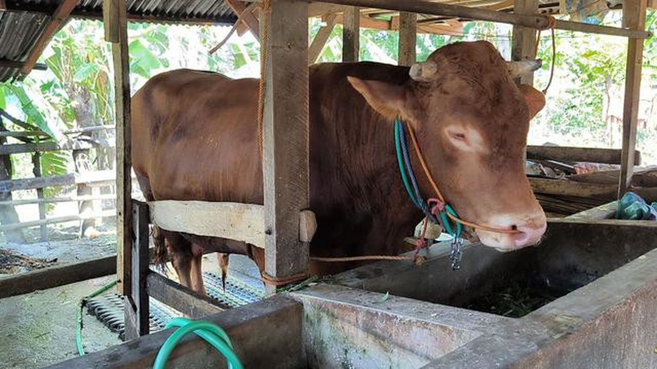 Marak Hoaks Hewan Kurban di Media Sosial, Ada Daging Bertuliskan Lafaz Allah hingga Jagal Meninggal Dunia