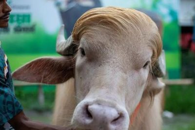 Key Discussion: Idul Adha di Bangladesh Diramaikan Kerbau Albino Berwajah Mirip Donald Trump