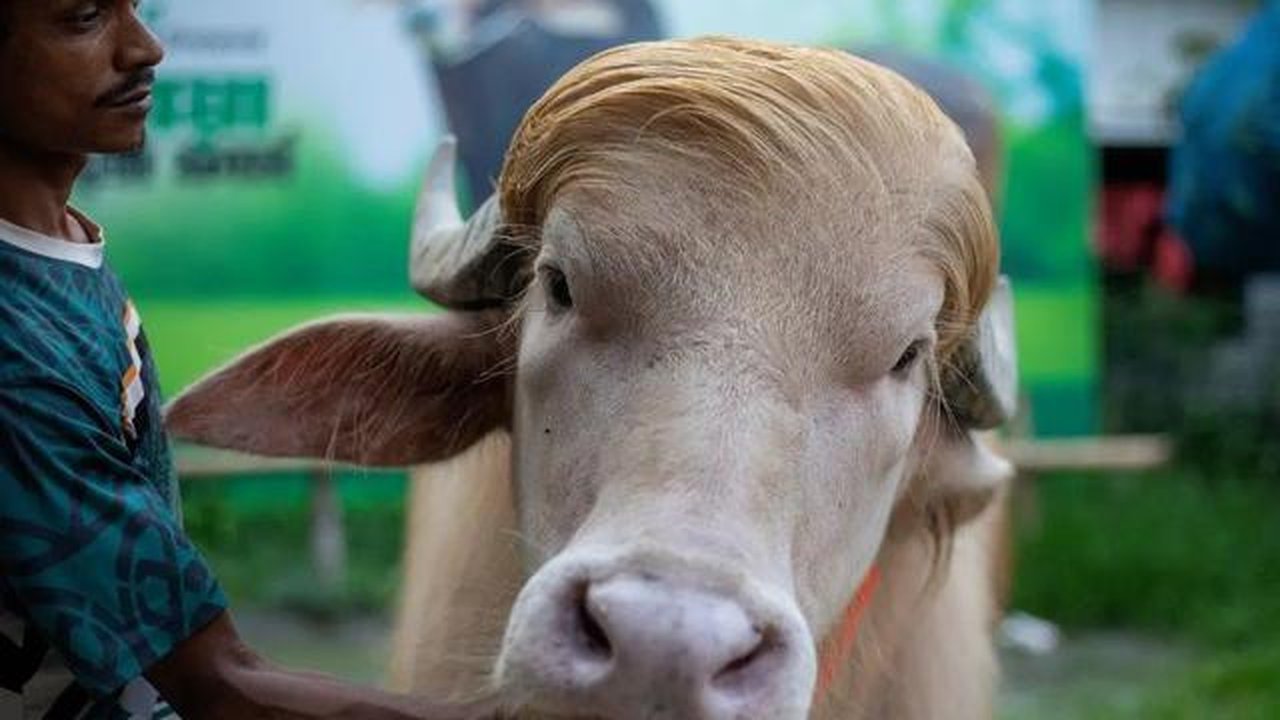Idul Adha di Bangladesh Diramaikan Kerbau Albino Berwajah Mirip Donald Trump