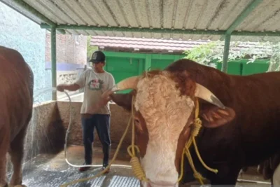 New Policy: Prabowo Beli Sapi Kurban Bernama Sontrot di Yogyakarta, Berat 1,05 Ton dengan Harga Rp110 Juta