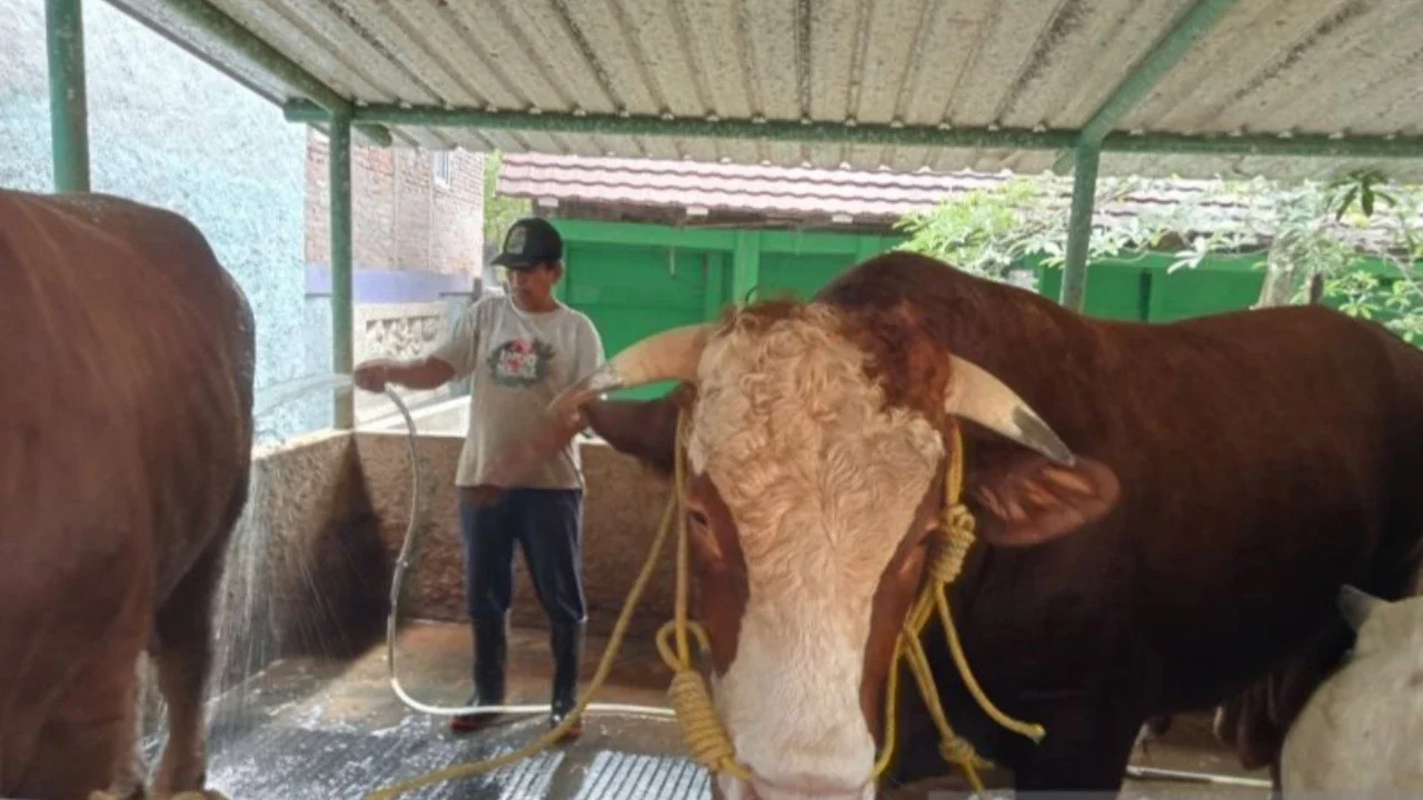 Prabowo Beli Sapi Kurban Bernama Sontrot di Yogyakarta, Berat 1,05 Ton dengan Harga Rp110 Juta