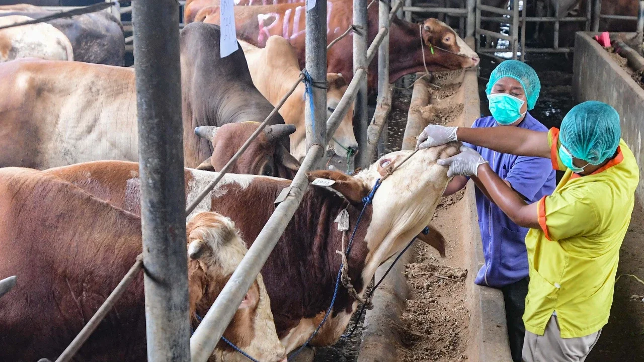 FOTO: Pemeriksaan Hewan Kurban Diperketat Jelang Iduladha 1447 H