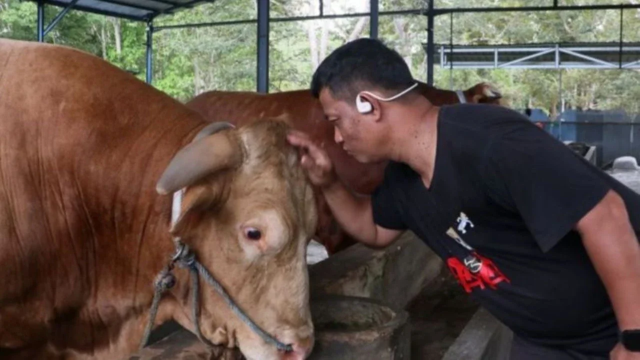 2 Ekor Sapi Bantuan Presiden dari Peternak Tembalang Didistribusikan ke Masjid