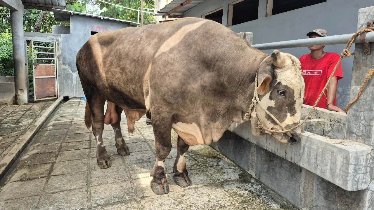 Masjid Istiqlal Terima Sapi Kurban Presiden Prabowo Jenis Simmental, Beratnya 1,3 Ton