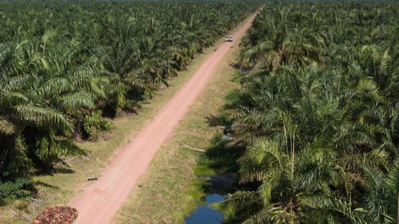 Bakrie Sumatera Plantations Lapor ke BEI: Belum Ada Aksi Korporasi Terkait PP Tata Kelola Ekspor SDA