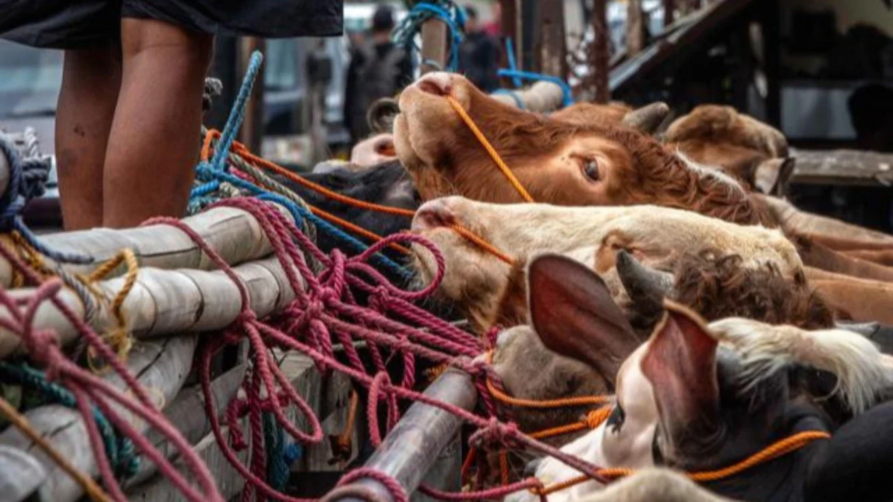 Tinggalkan Plastik, Al-Azhar Pakai Besek saat Distribusi Daging Kurban