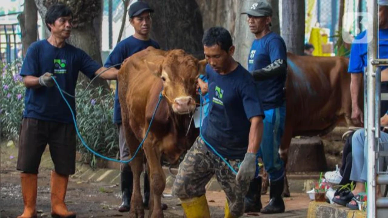 Prabowo Beli Sapi Kurban Pakai Dana APBN, Ini Tanggapan MUI