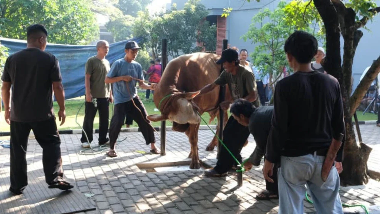 Historic Moment: FOTO: Koopsudnas Salurkan Semangat Berkurban Lewat 27 Hewan Kurban