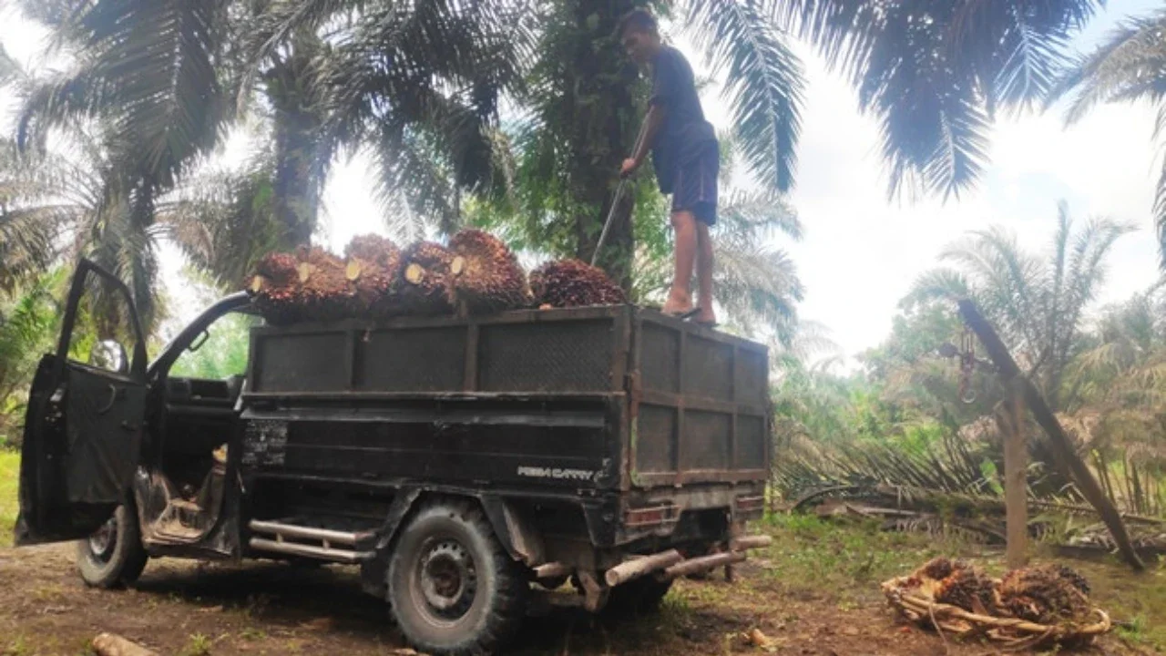 Wamentan Minta Kepala Daerah Aktif Pantau Harga TBS Sawit Petani