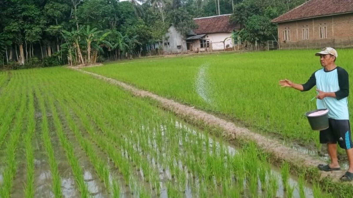 180109.038-kabar-baik-petani-persediaan-pupuk-lebak-aman-hingga-akhir-2026-1
