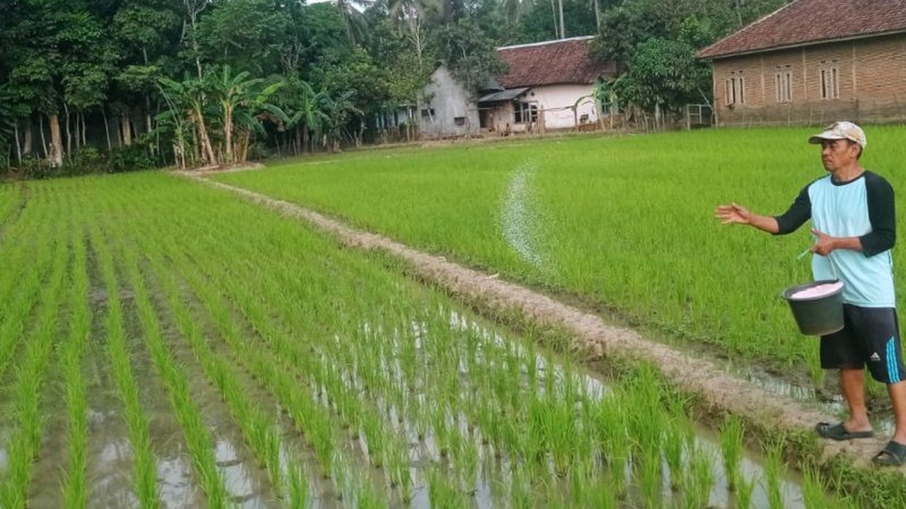 Kabar Baik Petani: Persediaan Pupuk Lebak Aman Hingga Akhir 2026
