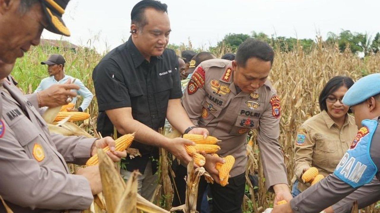 Polda Papua Tengah Panen Jagung Raya, Perkuat Ketahanan Pangan Nasional di Tanah Papua