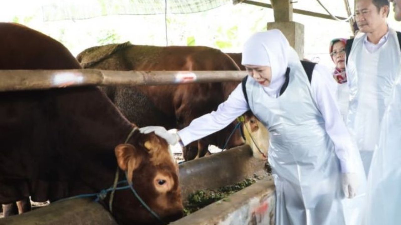 Idul Adha 2026: Gubernur Khofifah Sebut Mampu Dongkrak Ekonomi Peternak Jatim