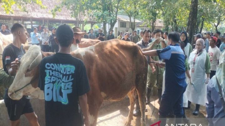 New Policy: DP3 Sleman Optimistis Pasokan Hewan Kurban Terpenuhi Jelang Idul Adha 2026