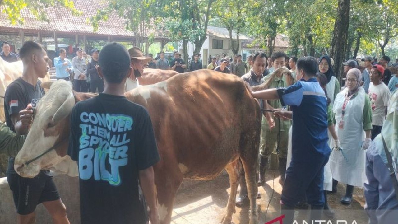 DP3 Sleman Optimistis Pasokan Hewan Kurban Terpenuhi Jelang Idul Adha 2026
