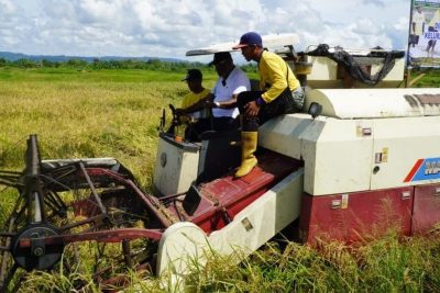 Key Strategy: Pemkot Jayapura Panen Padi Cetak Sawah Perdana di Koya Timur, Perkuat Ketahanan Pangan Nasional