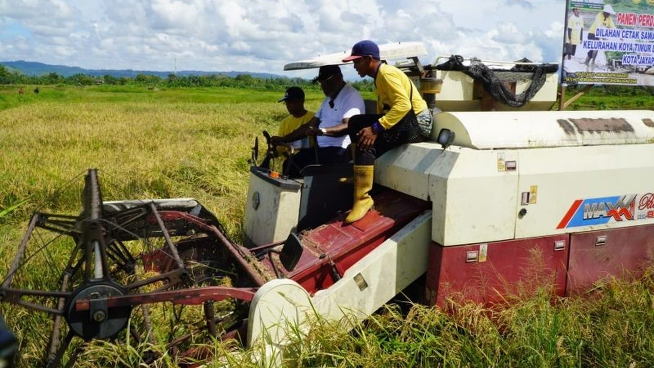 Pemkot Jayapura Panen Padi Cetak Sawah Perdana di Koya Timur, Perkuat Ketahanan Pangan Nasional