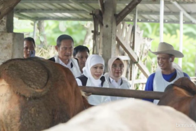 Key Strategy: Surplus Besar! Stok Sapi Kurban Lamongan Aman Jelang Idul Adha 2026