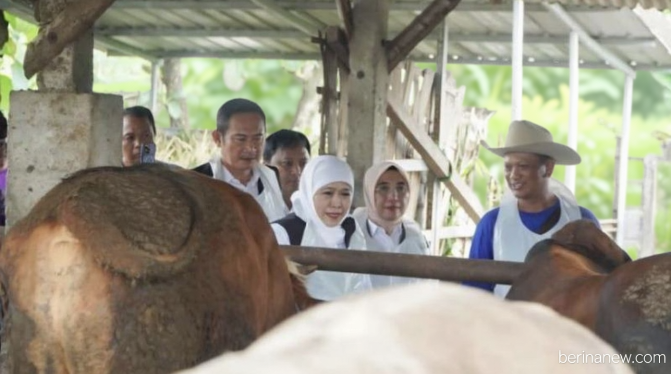 Surplus Besar! Stok Sapi Kurban Lamongan Aman Jelang Idul Adha 2026