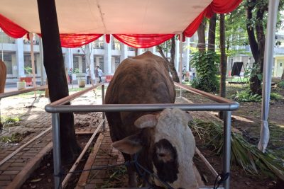 New Policy: Prabowo Kurban Sapi Seberat 1,3 Ton di Masjid Istiqlal, Gibran Kurban Sapi Seberat 1,2 Ton