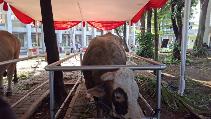 New Policy: Prabowo Kurban Sapi Seberat 1,3 Ton di Masjid Istiqlal, Gibran Kurban Sapi Seberat 1,2 Ton