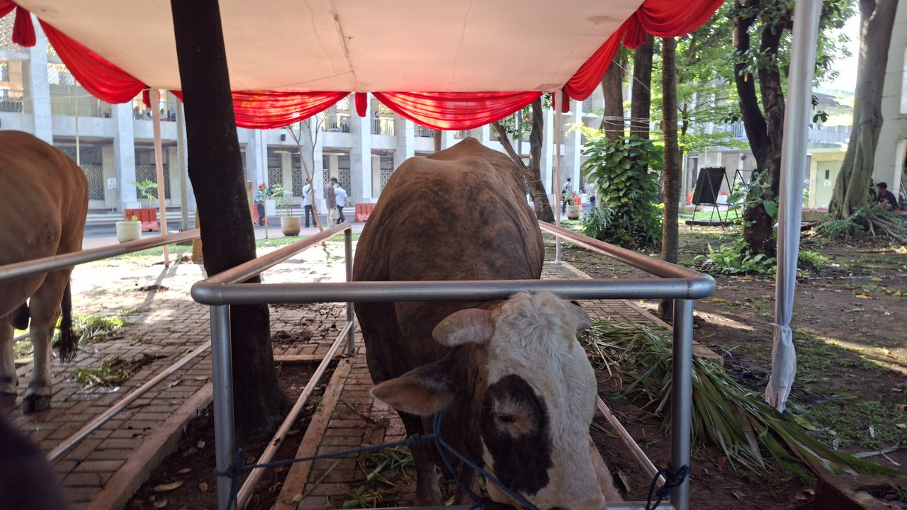 Prabowo Kurban Sapi Seberat 1,3 Ton di Masjid Istiqlal, Gibran Kurban Sapi Seberat 1,2 Ton