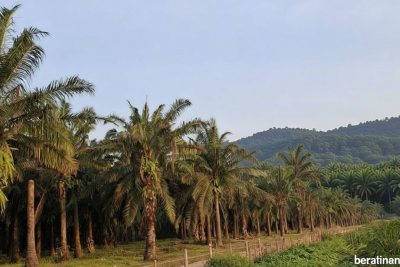Latest Program: BPDP Siapkan Bantuan Rp1,34 Miliar untuk Tingkatkan Produktivitas Perkebunan Lampung di 2026