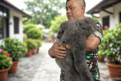 Key Strategy: Satwa Langka Owa Jawa Masuk Permukiman di Cisarua Bandung, Seorang Anak Terluka Usai Diserang