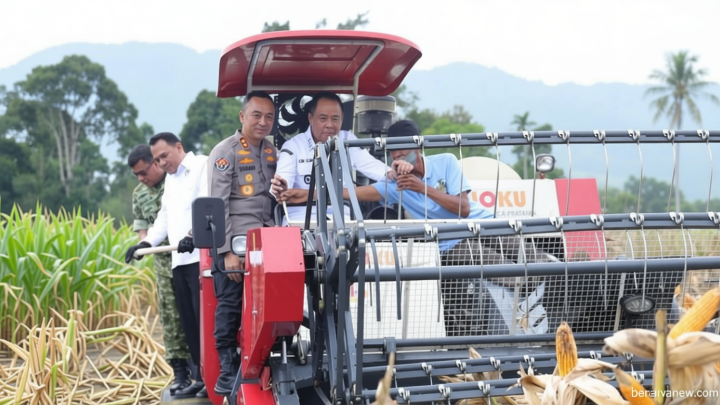 New Policy: Petani OKU Selatan Panen Raya Jagung 30 Ton, Perkuat Ketahanan Pangan Nasional