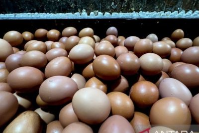 New Policy: PIHPS Rilis Data Terkini: Harga Pangan Nasional, Telur Ayam Capai Rp30.100/Kg dan Bawang Merah Rp55.450/Kg