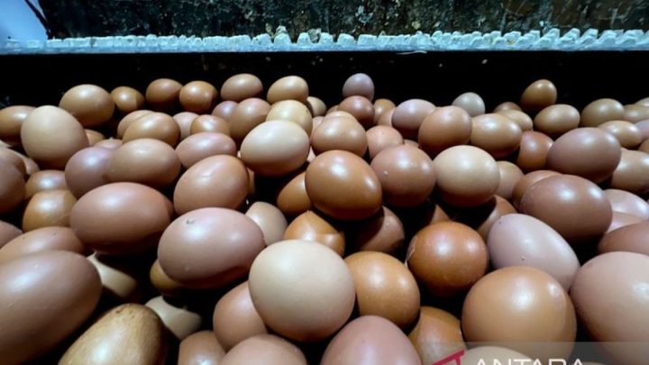 New Policy: PIHPS Rilis Data Terkini: Harga Pangan Nasional, Telur Ayam Capai Rp30.100/Kg dan Bawang Merah Rp55.450/Kg