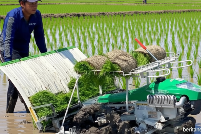 Latest Program: DKPP Kota Madiun Dorong Percepatan Tanam Antisipasi Puncak Kemarau, Lindungi Petani