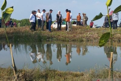 Special Plan: Penanaman Mangrove Demak: Solusi Jangka Panjang Pemkab Atasi Rob dan Abrasi